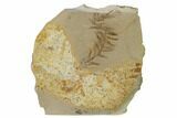 Dawn Redwood (Metasequoia) Fossil - Montana #165238-1